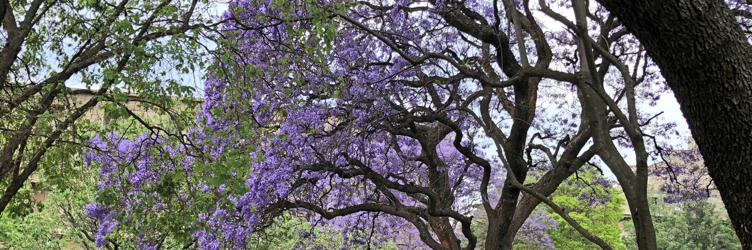 Julia Chaskalson banner