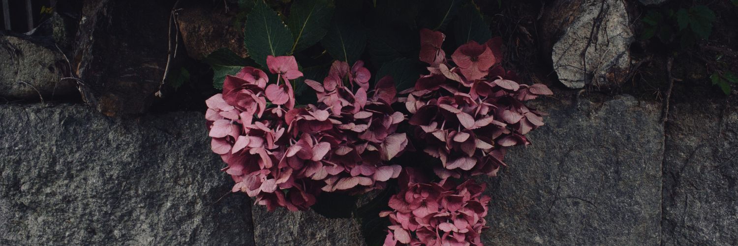 hoho_cam's profile banner image