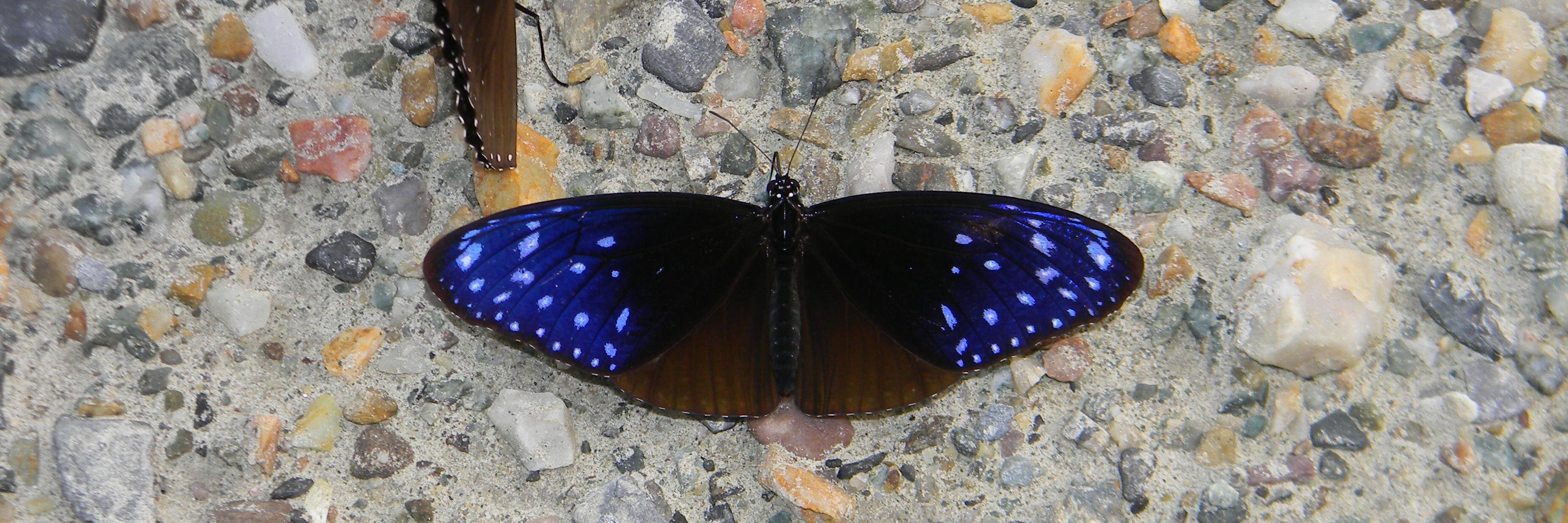 Arjan Basu Roy banner