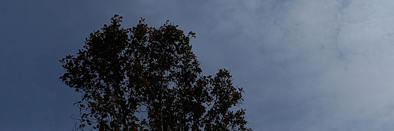 floulfrou's profile banner image