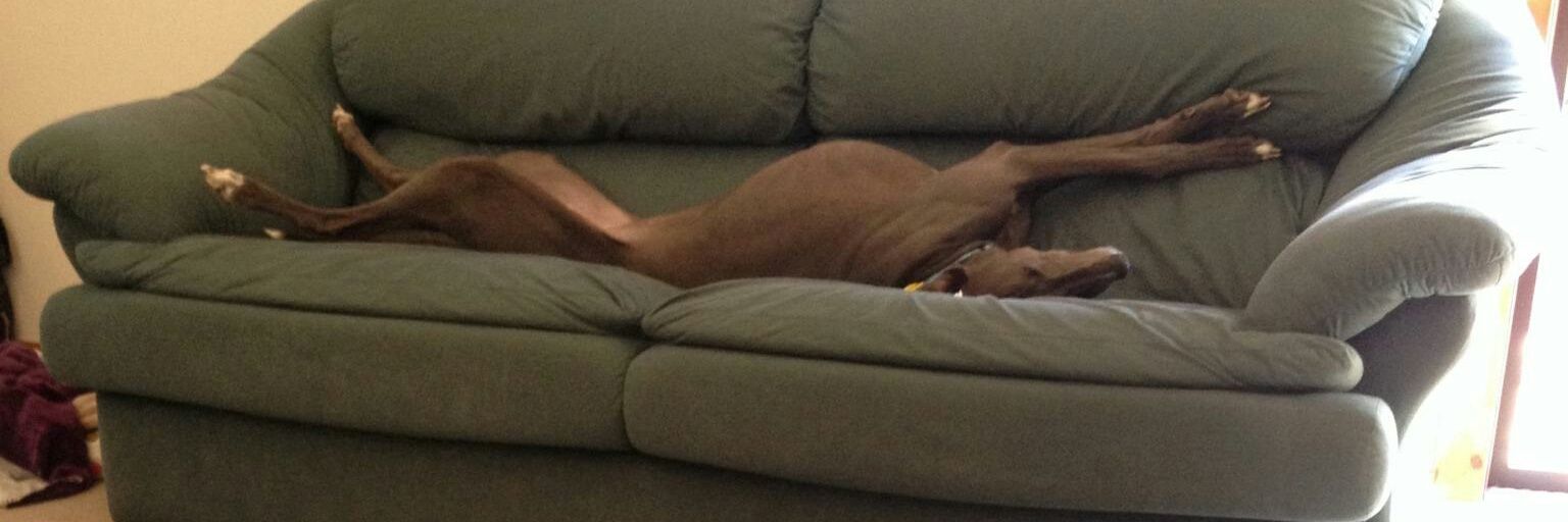 Carole Pillette banner