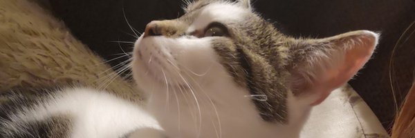 MrsBeardly Profile Banner