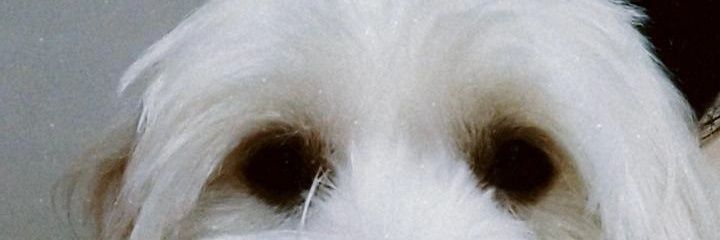 bellacypriano's profile banner image