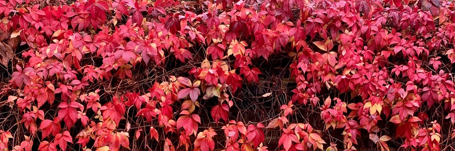 Michele Pegoraro banner