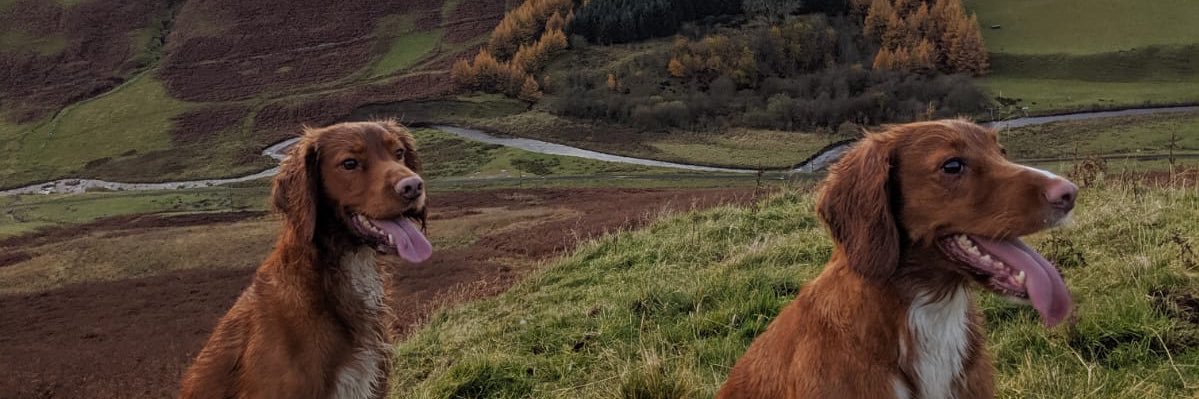 virginialee123's profile banner image