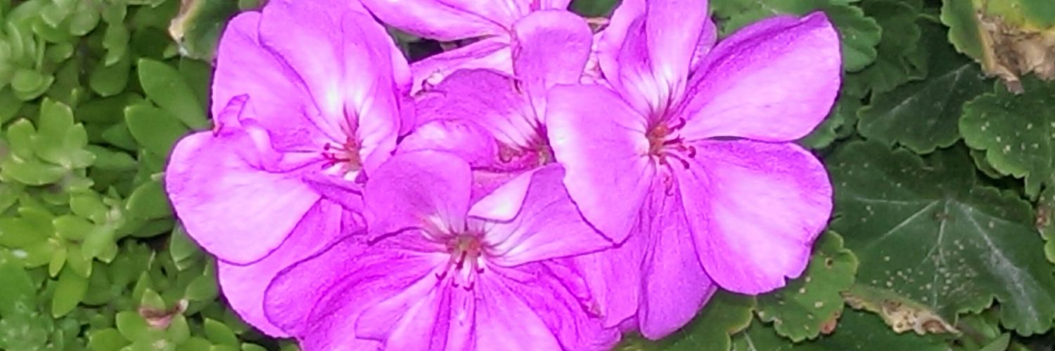 tanyajb2002's profile banner image