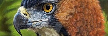 brea_ignacio's profile banner image