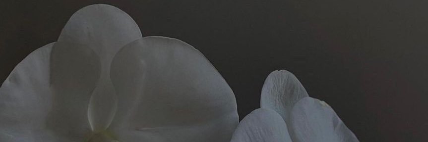 𝚍𝚛𝚎𝚜𝚜𝚎𝚜's banner