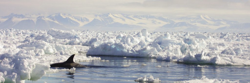 Erin Bertrand banner