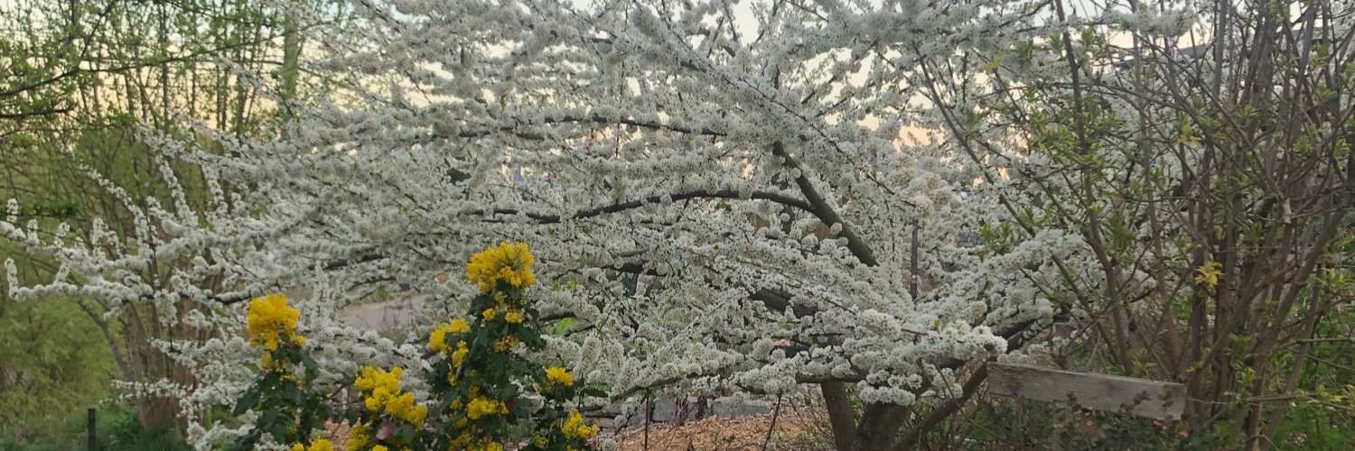 ewonice's profile banner image