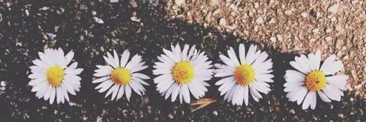 pxpequena's profile banner image
