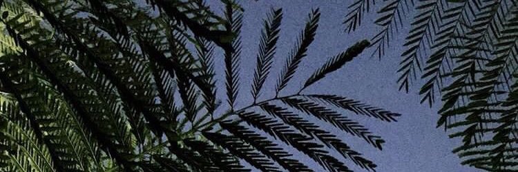 Tiarrchm's profile banner image