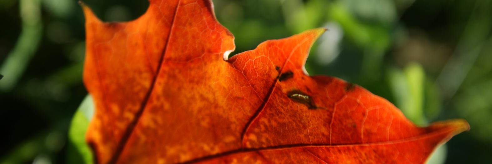 Elina Koivisto banner