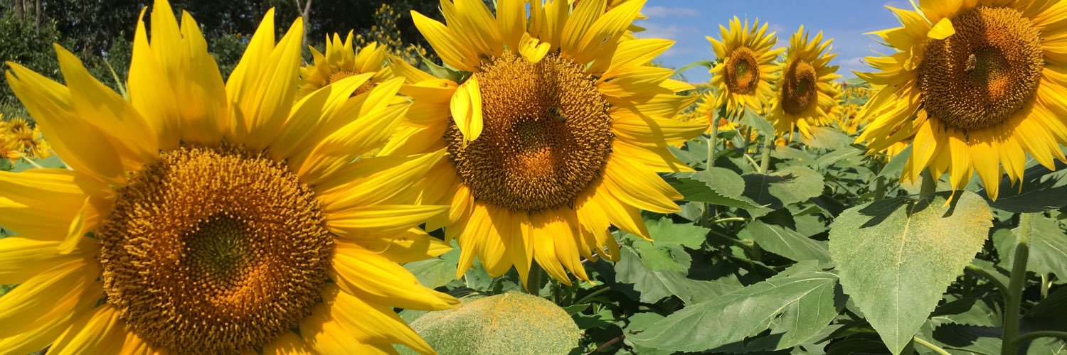 Sharon Hoffmann banner