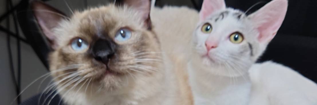 PasMe_'s profile banner image