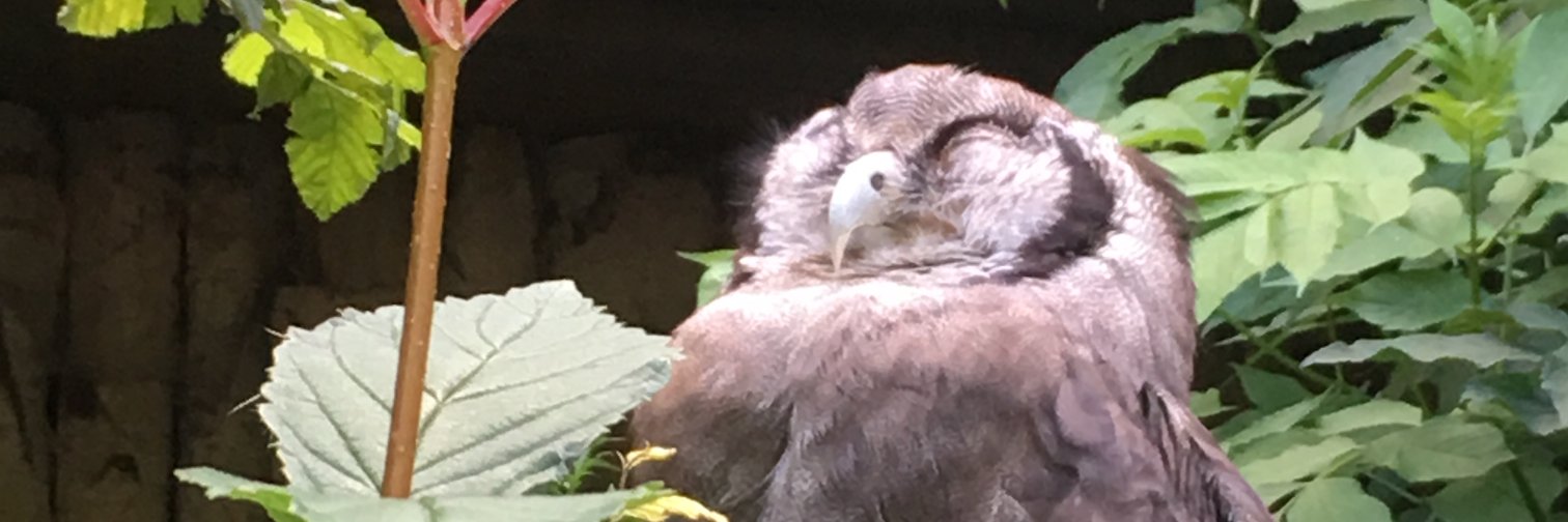FluffyTako's profile banner image