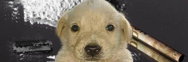 macklin celebrini advertiser banner