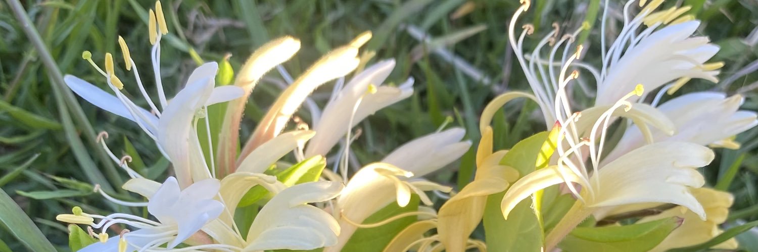 saschatherabbit's profile banner image