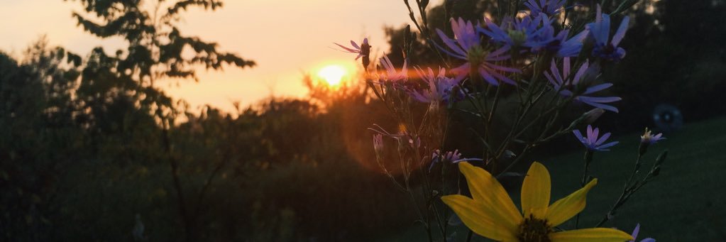 Lilly_shaul's profile banner image