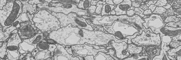 flyconnectome Profile Banner