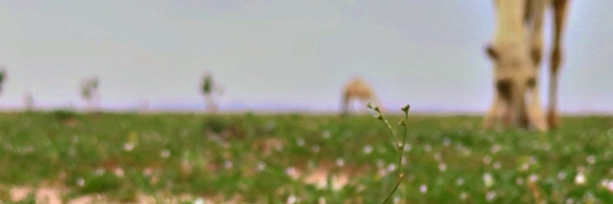 naser_3r's profile banner image