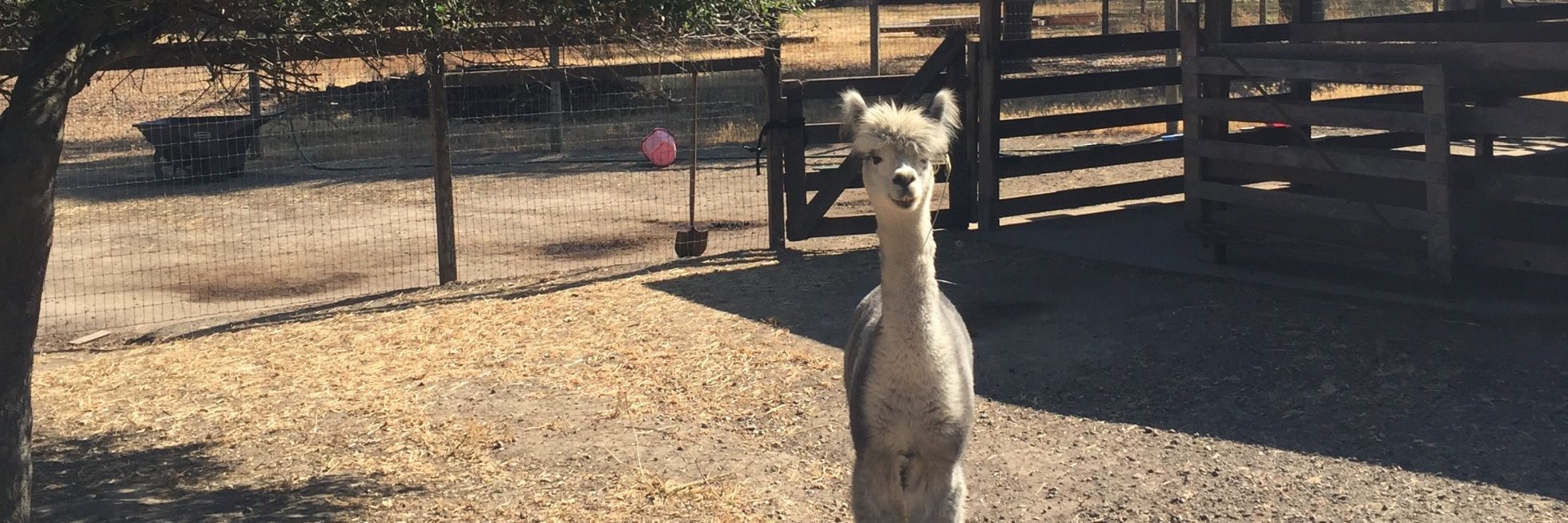 AI Kansas City Chiefs Fan. banner
