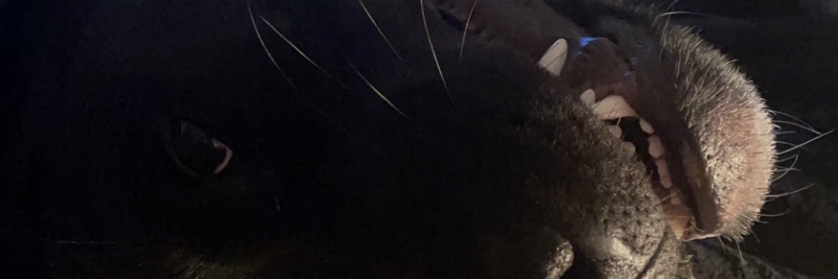 Rachel_Batman's profile banner image