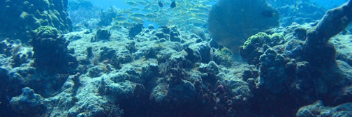 Tim Hernandez banner