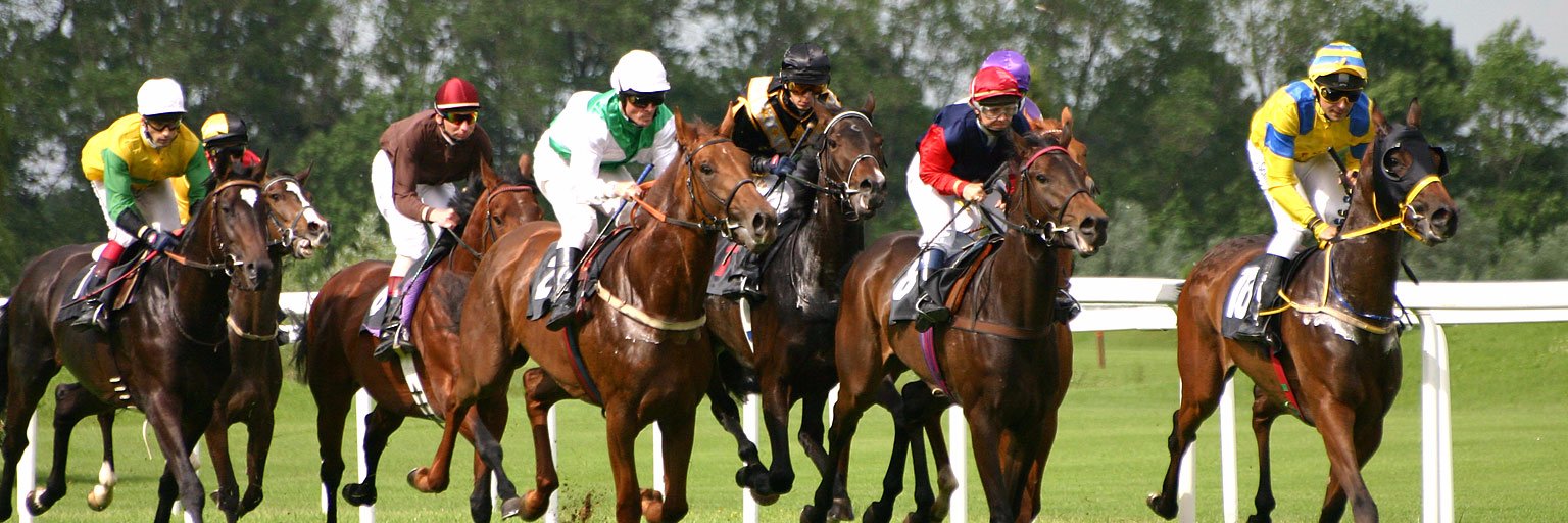 runthehorses's profile banner image