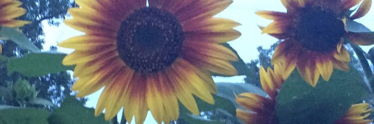 kellllykennedy's profile banner image