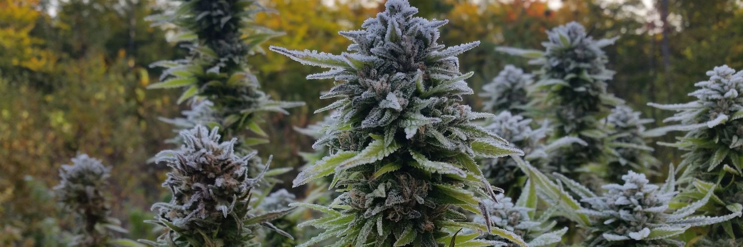 Cannabis Seed Bank of ME • R&D banner