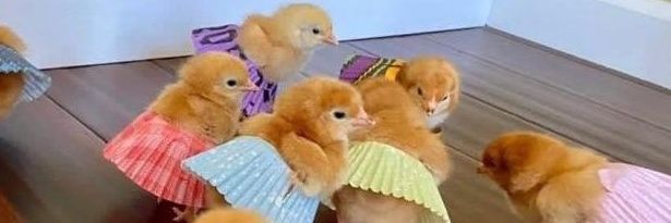 Glorious_Onion's profile banner image