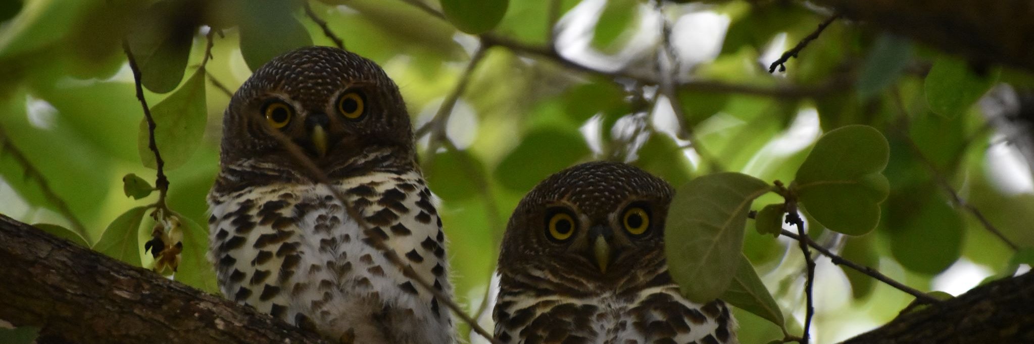 Andy Gosler, EWA Research Director banner