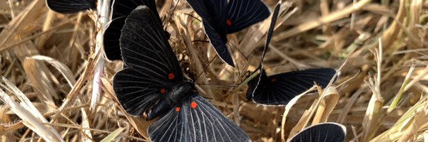 rinclue Profile Banner