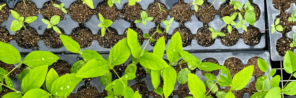 Edible South Florida banner