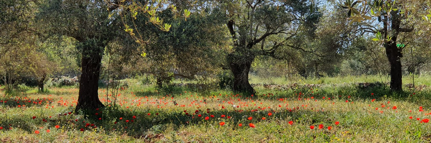 aliscarmel's profile banner image