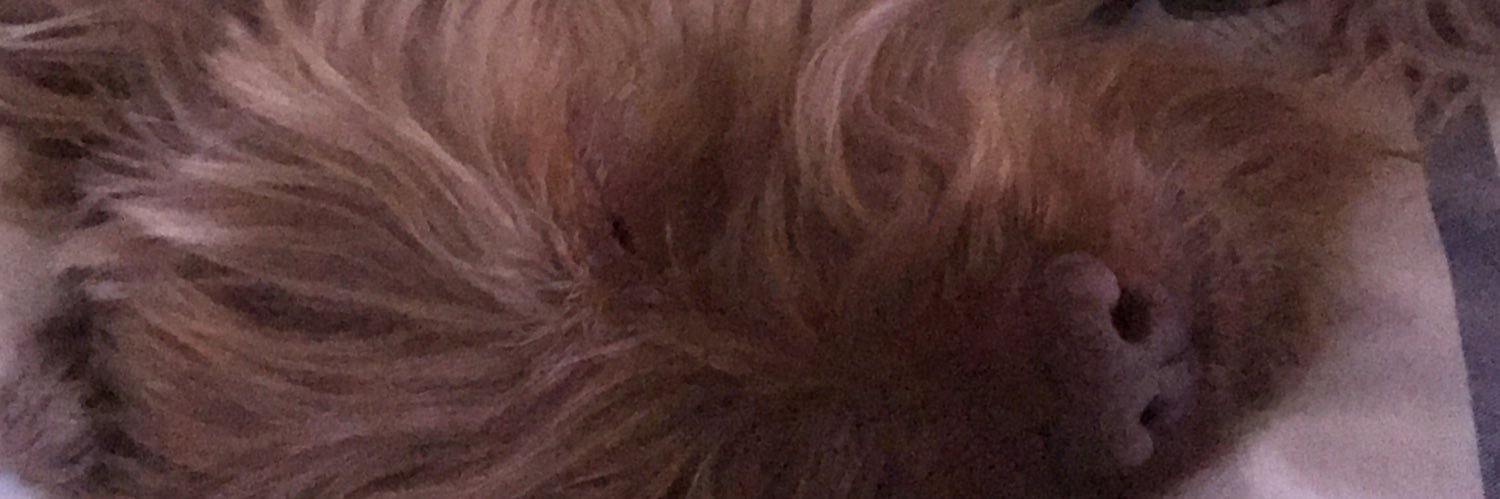 BeaSanchez99's profile banner image