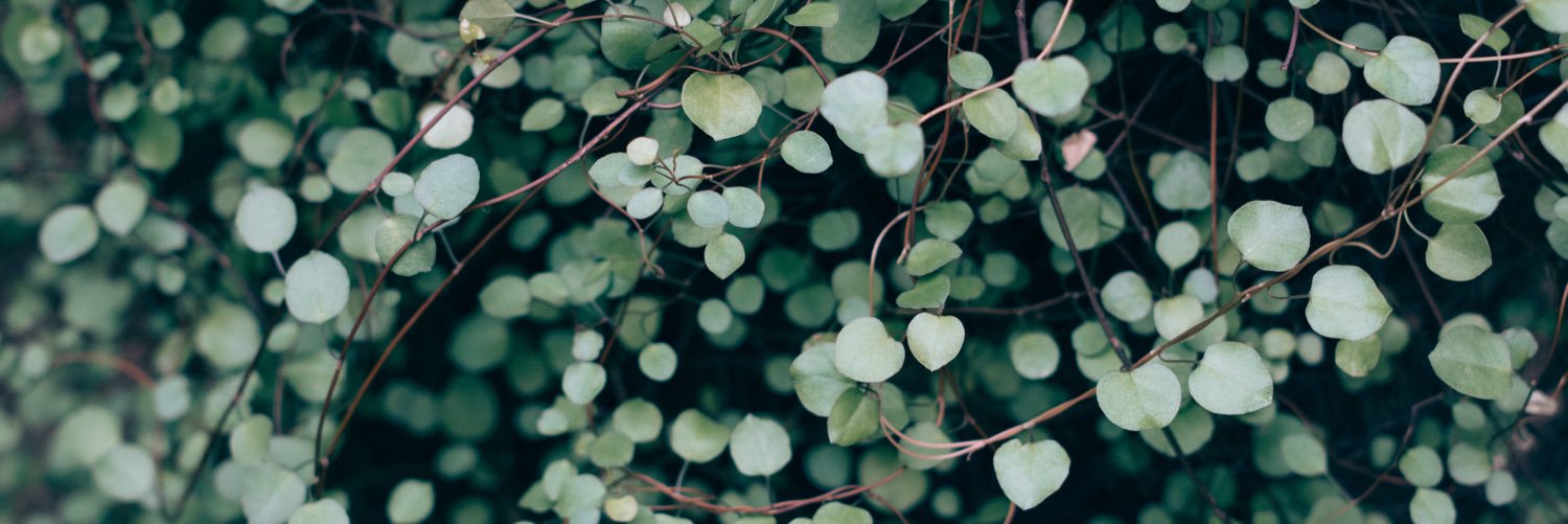 BotanistMusical's profile banner image