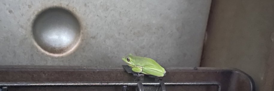 beanhead banner