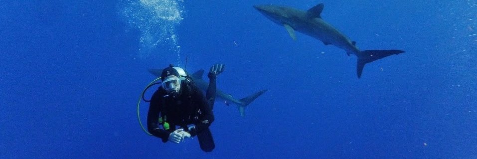 Nigel Gwilliam 🦈👲 banner