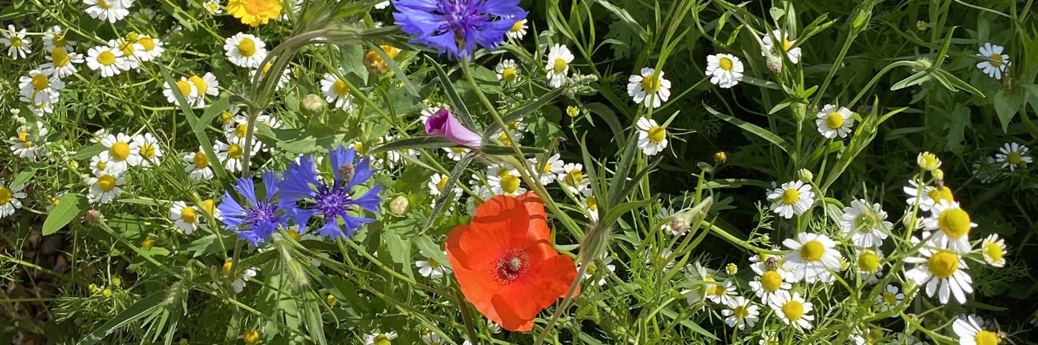 Aine Kavanagh banner