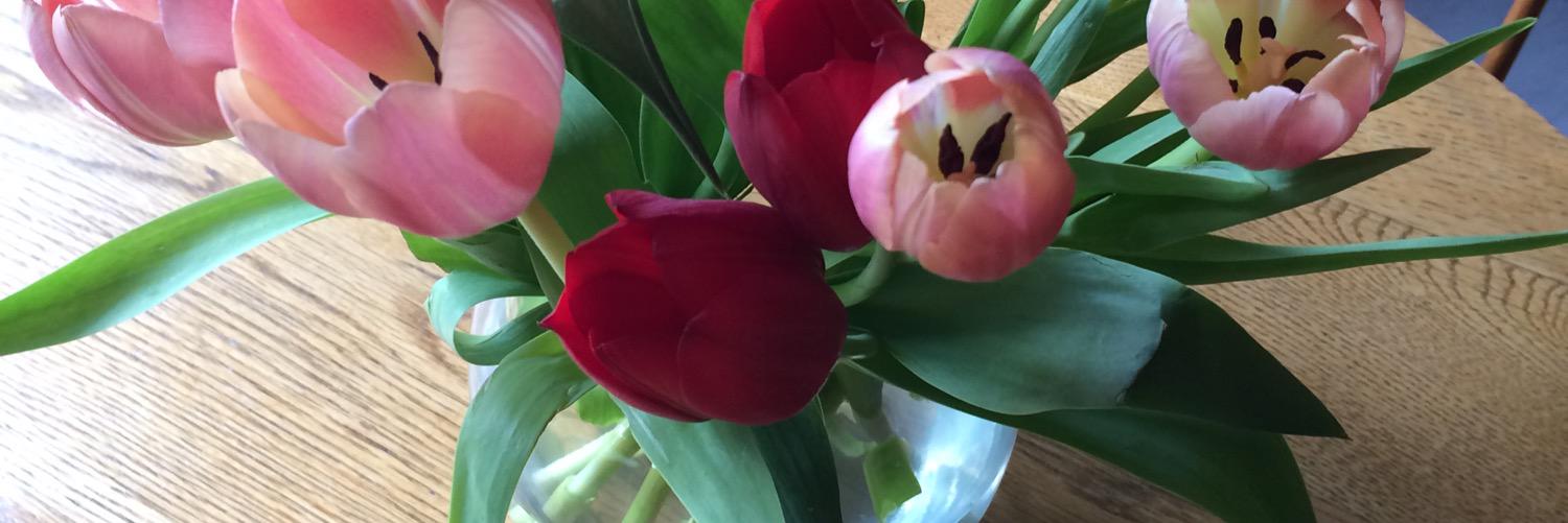 elizabethgeens's profile banner image