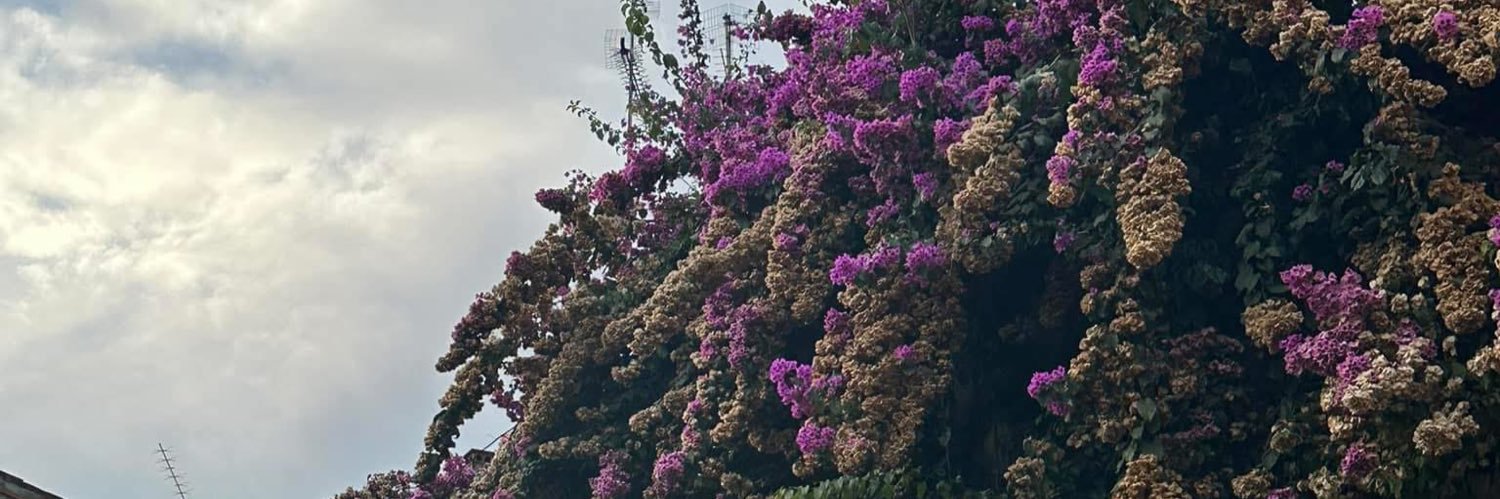 meshaelha's profile banner image