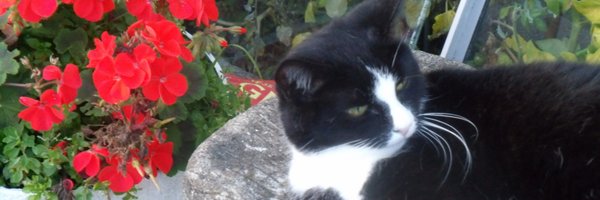 HarryCatPurrs Profile Banner