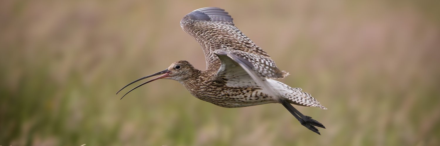 Ben, einfach nur Ben. banner