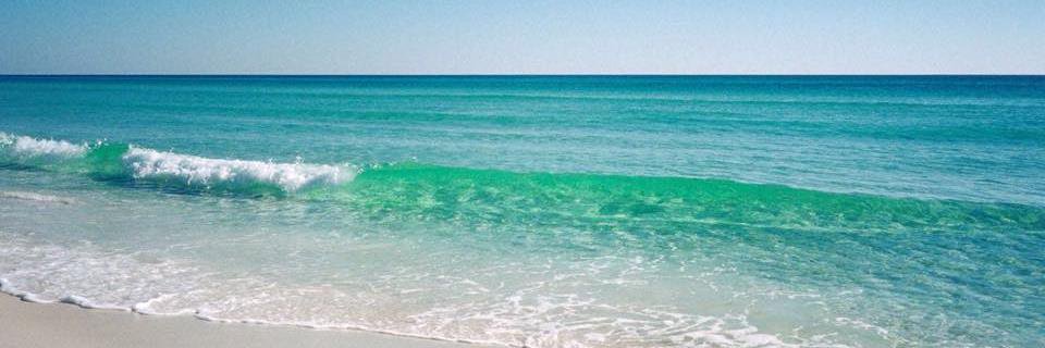 🐬 barbaradees banner