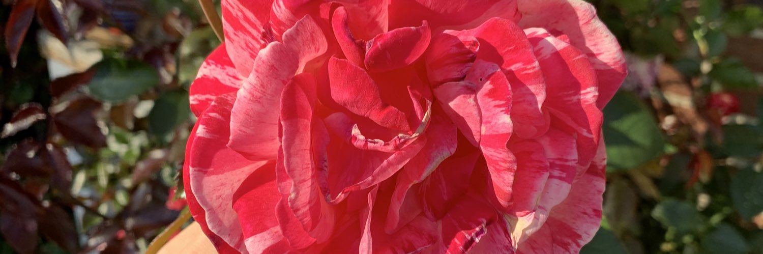 Fynn banner