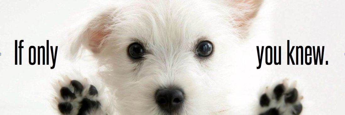 AnimalsDae's profile banner image