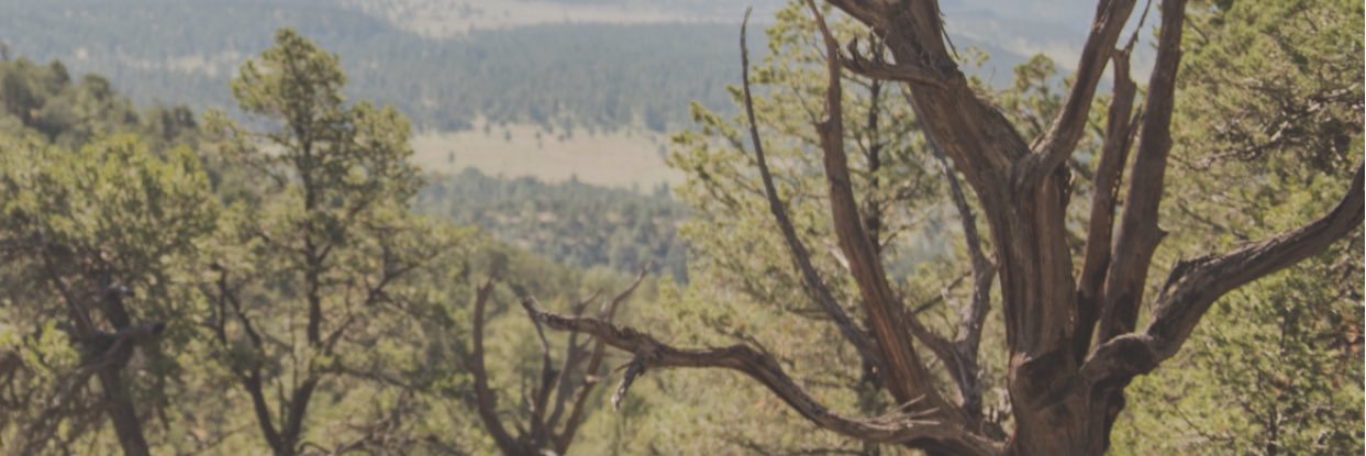 Georgia McFerrin banner