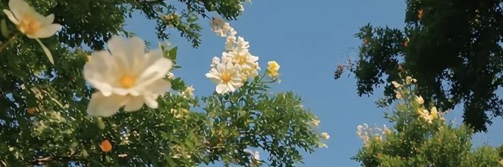 ˗ˏˋnat´ˎ˗ banner